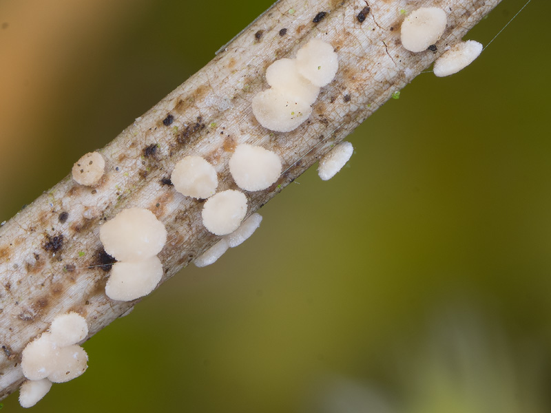 Pseudohelotium pineti